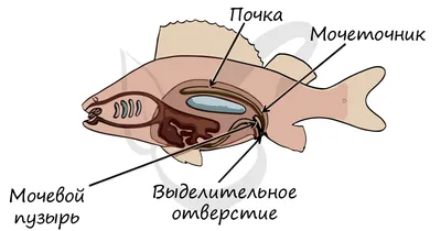 Рыбы в гиперсоленых водоемах