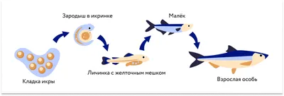 Доска для подачи рыбы сервировочная \"Осетр\" в интернет-магазине Ярмарка  Мастеров по цене 8700 ₽ – ITOA3RU | Разделочные доски, Рязань - доставка по  России