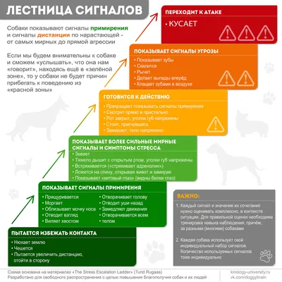 Оскал собаки на фото: захватывающий снимок