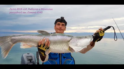 Алтайский осман Потанина. 90% рыболовов даже не слышали о такой рыбе.  Рассказываю | Заметки ихтиолога. | Дзен