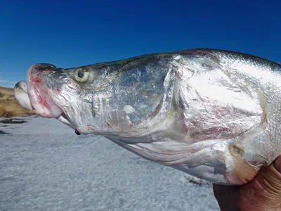 Рыба фугу па-беларуску | Пикабу