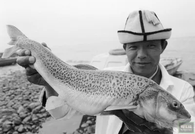 Рыбы наших вод - Алтайский осман Потанина Oreoleuciscus... | Facebook