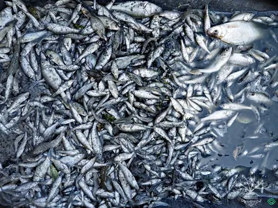 Маринка - рыба редкая. Узбекистан | Планета рыбака - YouTube