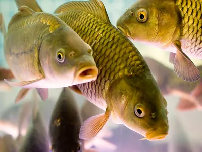 Рыбы наших вод - #самоизоляция #stayhome #листаяБерга... | Facebook
