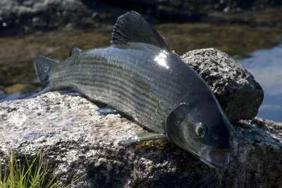 С начала года в водоемах Казахстана от гибели спасены 85,2 млн. молоди рыбы