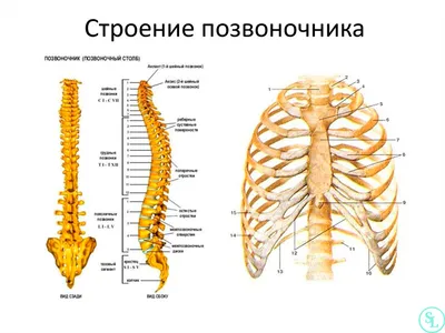 Отделы позвоночника человека фото