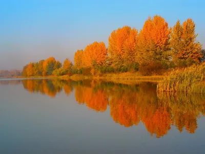 Отражение деревьев в воде - красивые фото