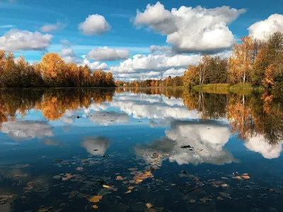 Львенок Смотрит На Отражение Взрослого Льва В Воде — стоковые фотографии и  другие картинки Лев - Лев, Львёнок, Детёныш - iStock