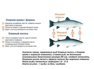 Пелядь, омуль и \"царь-рыба\": чем богато озеро Байкал? Где лучше покупать  местную рыбку и какую именно? | Надюшка-путешественница | Дзен