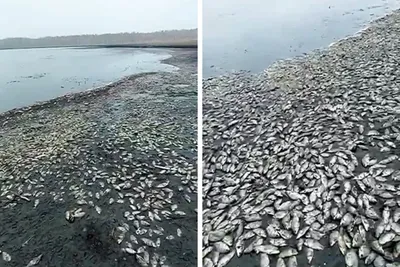 Зарыбление осетром и белугой. Новости с водоёмов в Подмосковье.