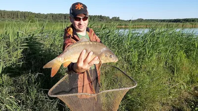 🐟 Сиг вяленый , Ладожское озеро (кг) - купить с доставкой в СПб |  Питер-Корюшка - интернет магазин