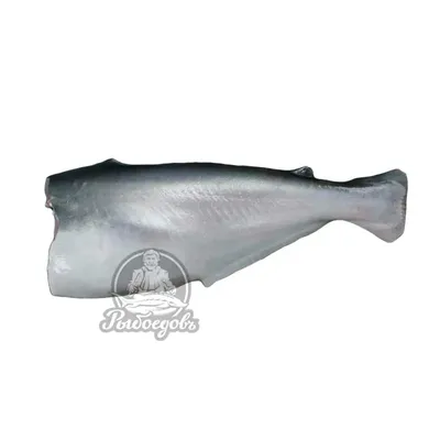 Пангасиус тушка (Морской язык) 1-1.5кг - купить по цене: 455 руб./кг в  интернет-магазине \"РыбоедовЪ\"