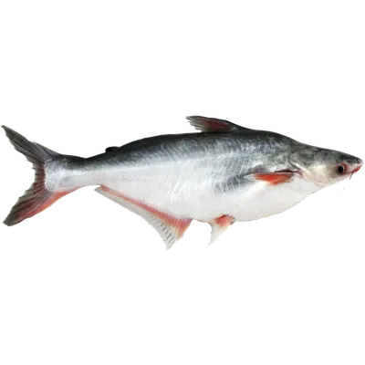 Пангасиус (Pangasius hypopthalmus) - sharkseafoods.com