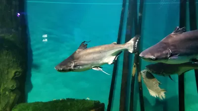 Пангасиус (Pangasius hypopthalmus) - sharkseafoods.com
