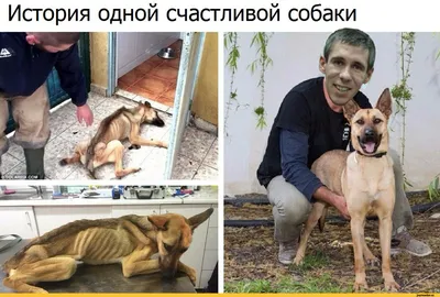 Панин и собака