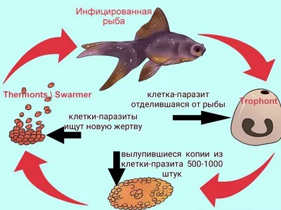 Манка\" / \"Ихтик\" и Ультрафиолет | Пикабу