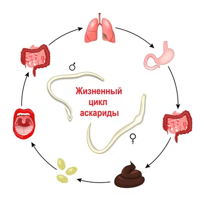 О наиболее часто встречающихся гельминтах, которые передаются с пищевыми  продуктами | СПб ГБУЗ \"Городская поликлиника № 74\"