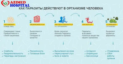 Паразиты в организме человека — Концепция здоровья на vc.ru