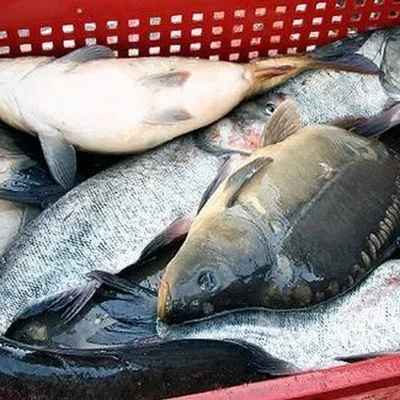 На Кубани в соленой рыбе нашли опасных паразитов