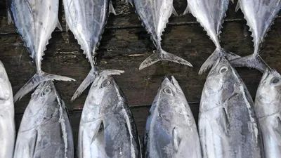 Живой домашний посол рыбы: делаем рыбу более вкусной и ароматной за счет  созревания | Рыболовные тонкости | Дзен