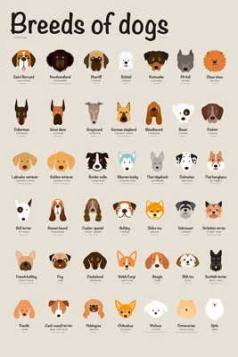 Вариации парод собак в разных форматах: jpg, png, webp