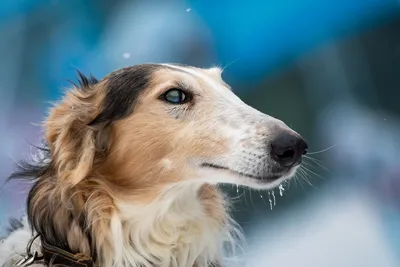 Потрясающие фотографии парод собак в хорошем разрешении