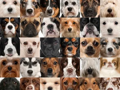 Уникальные и красивые фотографии парод собак для вашего портфолио