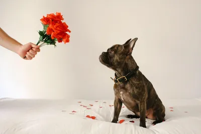 Впечатляющие фото парод собак в формате webp для оптимизации загрузки
