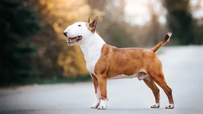 Паротит у собак: эксклюзивные фото для фоновых изображений