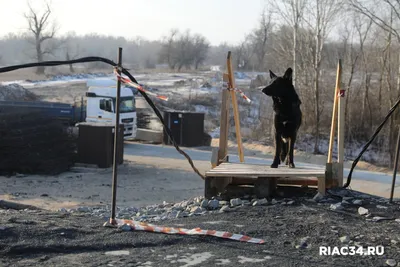 Фото паротита у собак: разнообразные картинки для любых целей