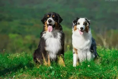 Фото пастушьих пород собак: величие и грация