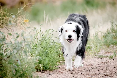 Изображения пастушьих пород собак: мудрость и предельная верность