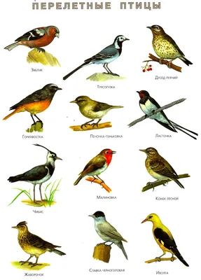 Птицы живущие в хвойных лесах - 68 фото