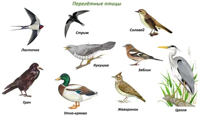 Перелетные птицы - 51 картинка