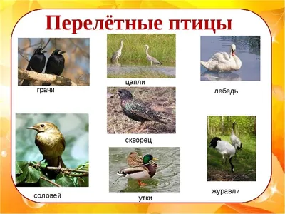 Перелетные Птицы Урала Фото – Telegraph