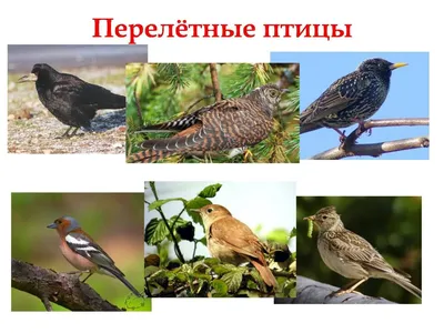 Перелетные птицы: названия, фото и описание перелетных видов птиц • AB-NEWS