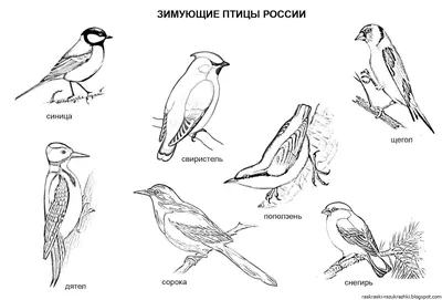 Издание буклета \"Птицы Среднего Урала\" | Planeta