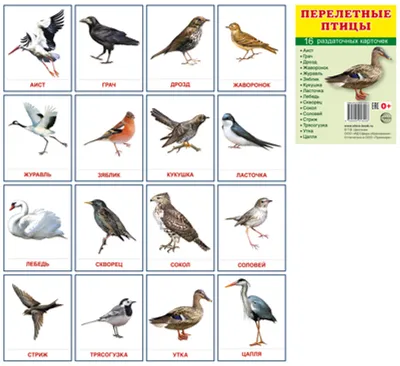 Лесные птицы кировской области - 76 фото