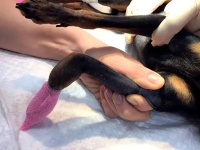 Изображение перелома лапы у собаки: скачать бесплатно