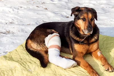Собака с переломом лапы: фото для публикации