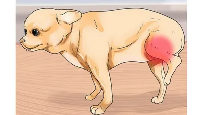 Фото перелома лапы у собаки: изображение настенной плитки