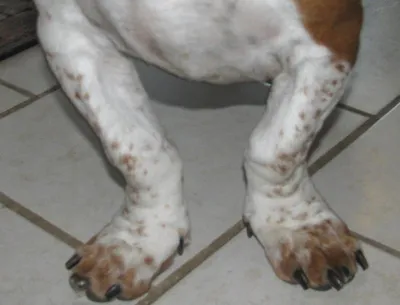 Фото с переломом лапы у собаки: печать на толстовке