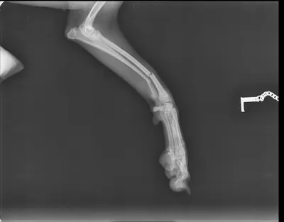 Изображение перелома лапы у собаки: плакат для ветеринарной клиники