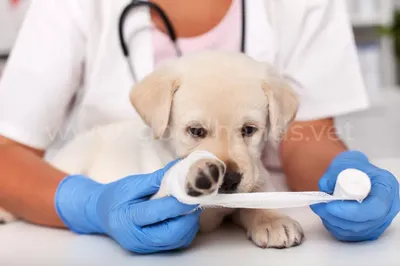 Фото перелома лапы у собаки: печать на кружке