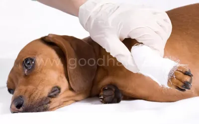 Перелом лапы у собаки: картинка для фона