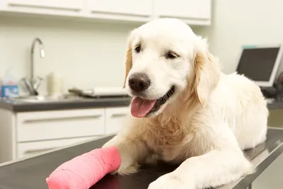 Фото с переломом лапы у собаки: использование в рекламе