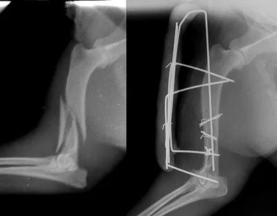 Перелом лапы у собаки: фото как иллюстрация на постере