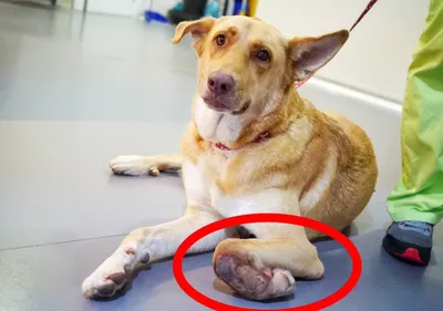 Фото перелома лапы у собаки: бесплатное скачивание