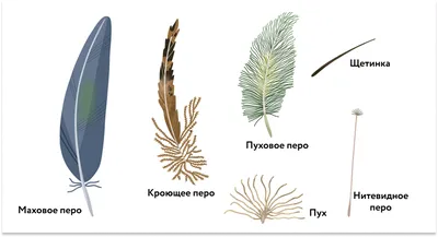 Перо птицы акварели от изолированного крыла Иллюстрация штока - иллюстрации  насчитывающей акварель, шлейф: 78722670