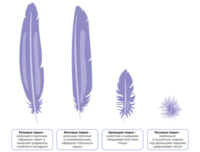 Перья птиц 2024 | ВКонтакте